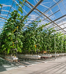 Tall green plants growing in straight rows inside a modern greenhouse with a glass roof, allowing plenty of sunlight to enter. The environment appears clean and well-maintained, suitable for large-scale agriculture. GREENHOUSE Goodness