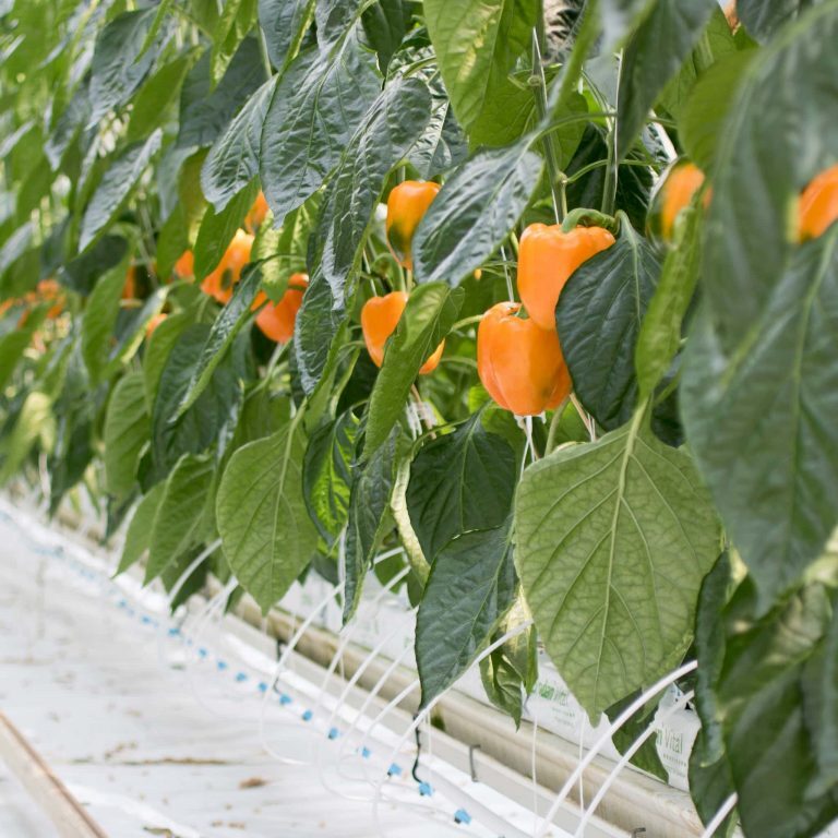 Rows of orange bell peppers growing on vines in a greenhouse, with lush green leaves and drip irrigation tubes visible along the base of the plants. GREENHOUSE Goodness