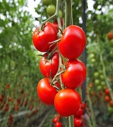 A cluster of ripe red tomatoes growing on a vine in a lush, green garden. Some unripe green tomatoes are visible in the background. GREENHOUSE Goodness