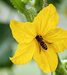 A bee collects nectar from the center of a bright yellow flower, surrounded by green stems and leaves in the background. GREENHOUSE Goodness